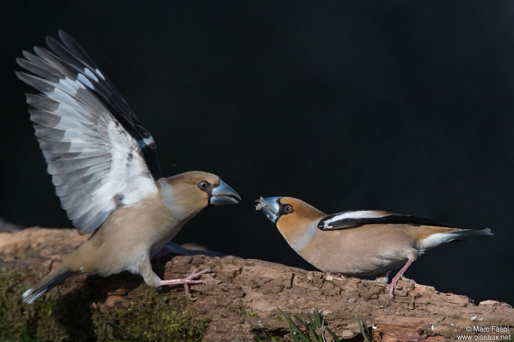 Hawfinch