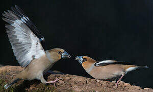 Hawfinch