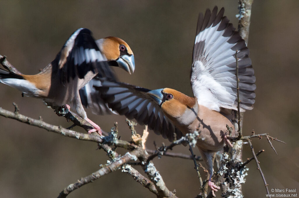 Hawfinch