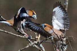 Hawfinch