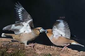 Hawfinch