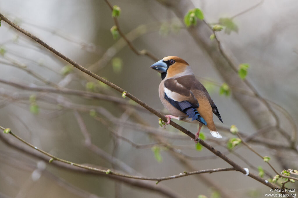 Hawfinch male adult breeding, identification