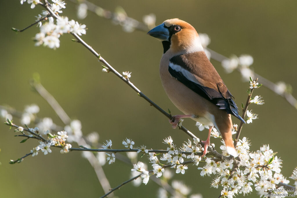 Hawfinch male adult breeding, identification