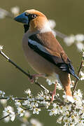 Hawfinch