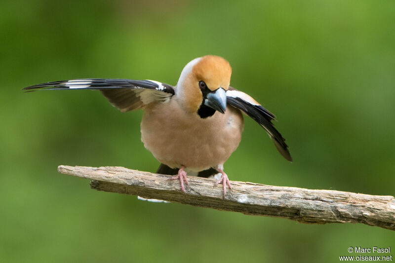 Hawfinch male adult breeding, identification, courting display