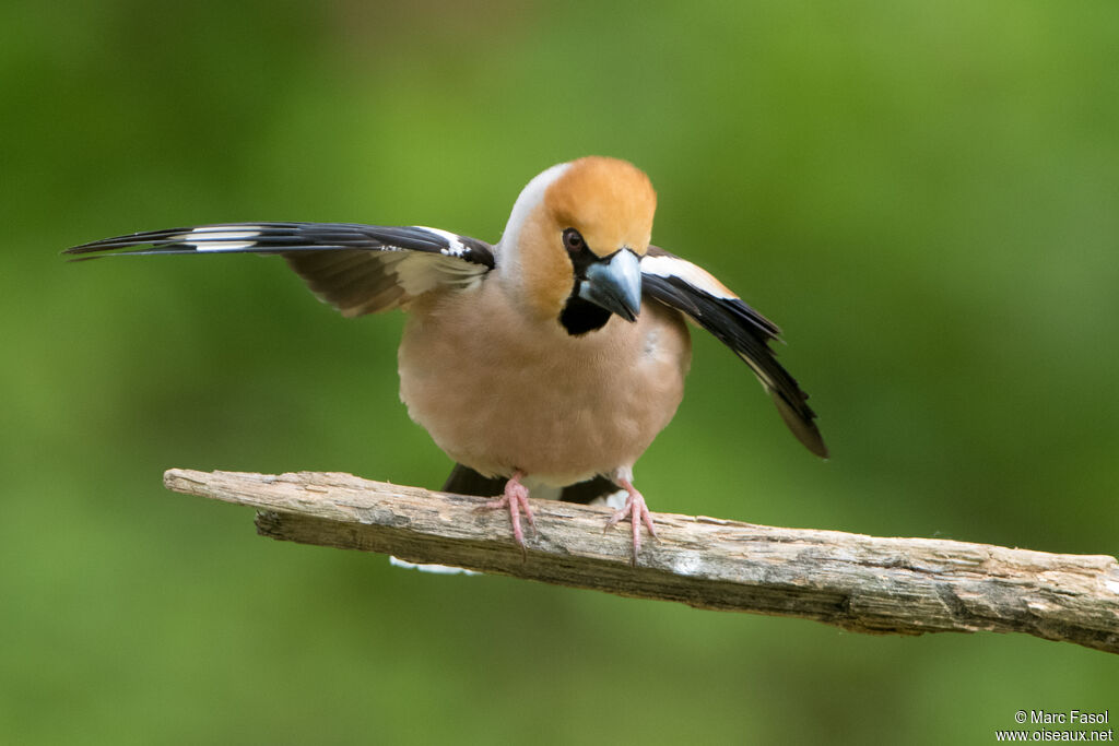 Hawfinch male adult breeding, identification, courting display