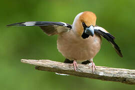 Hawfinch