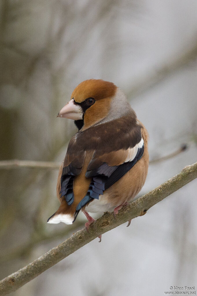 Grosbec casse-noyauxadulte nuptial, identification