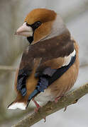 Hawfinch