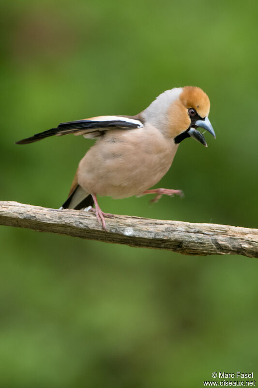 Hawfinch male adult breeding, courting display