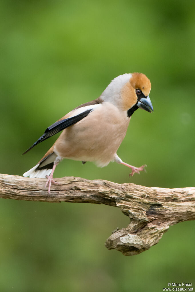 Hawfinch male adult breeding, identification, courting display