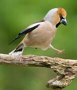 Hawfinch