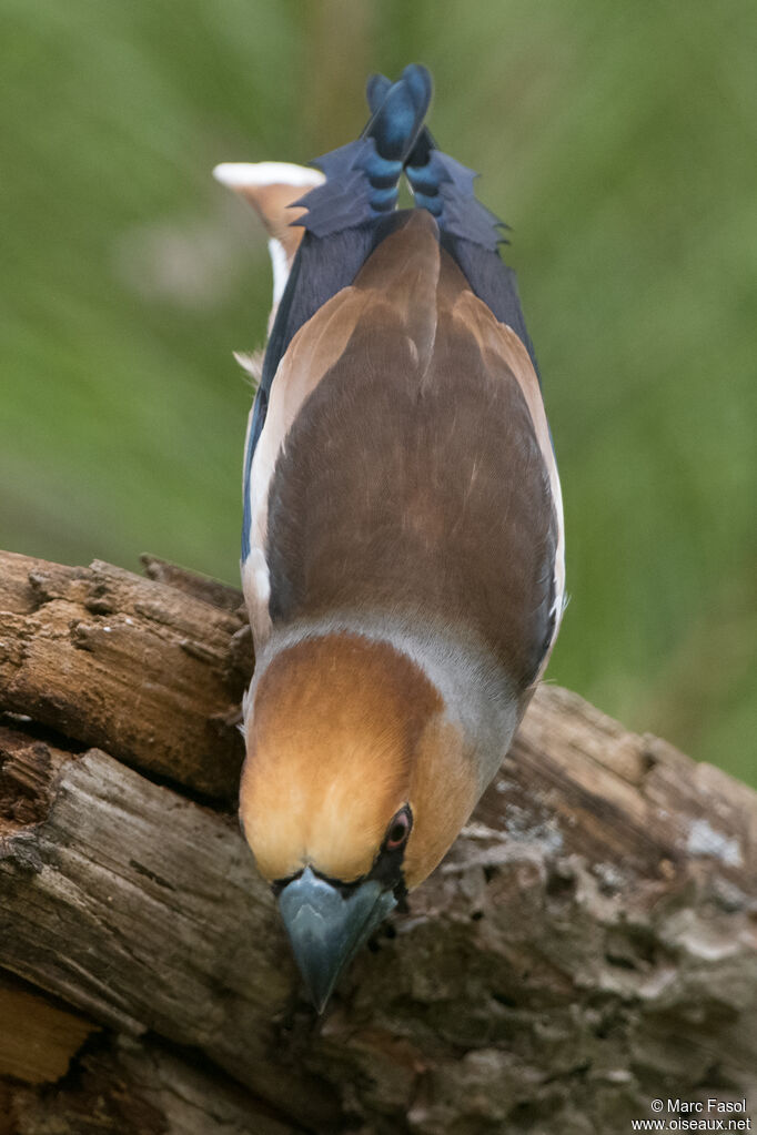 Hawfinch male adult breeding, drinks