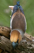 Hawfinch