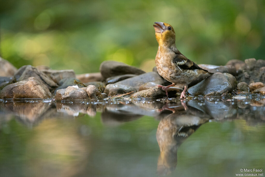 Hawfinchjuvenile, identification, drinks