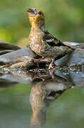 Hawfinch