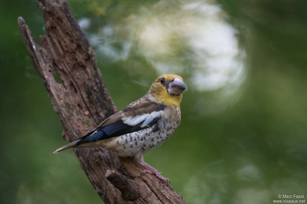 Grosbec casse-noyauxjuvénile, identification