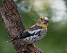 Hawfinch