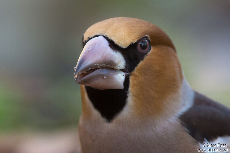 Hawfinch male adult post breeding, close-up portrait
