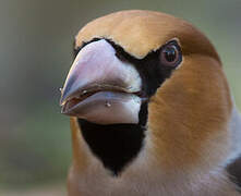 Hawfinch