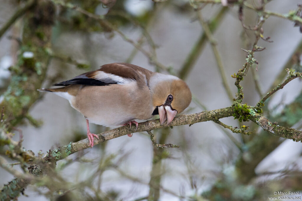 Hawfinch female adult breeding, identification