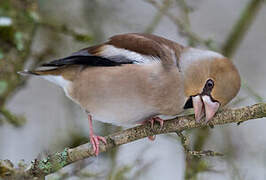 Hawfinch