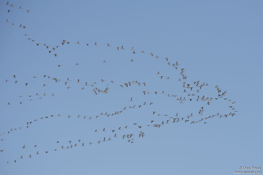 Common Crane, identification, Flight, Behaviour