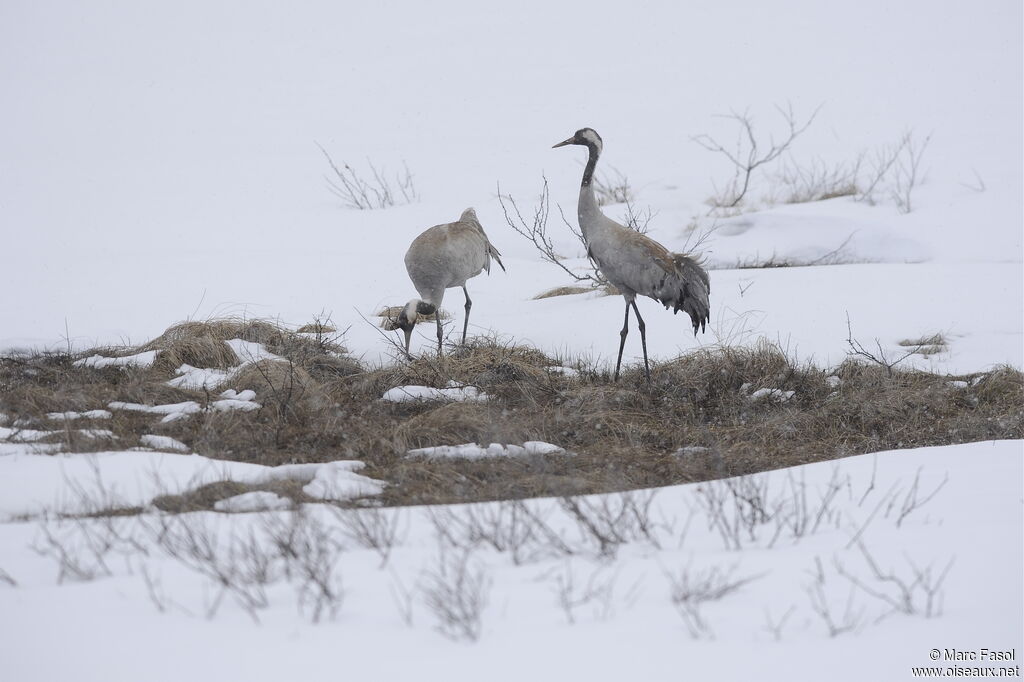 Common Craneadult