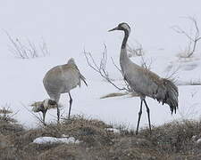 Common Crane