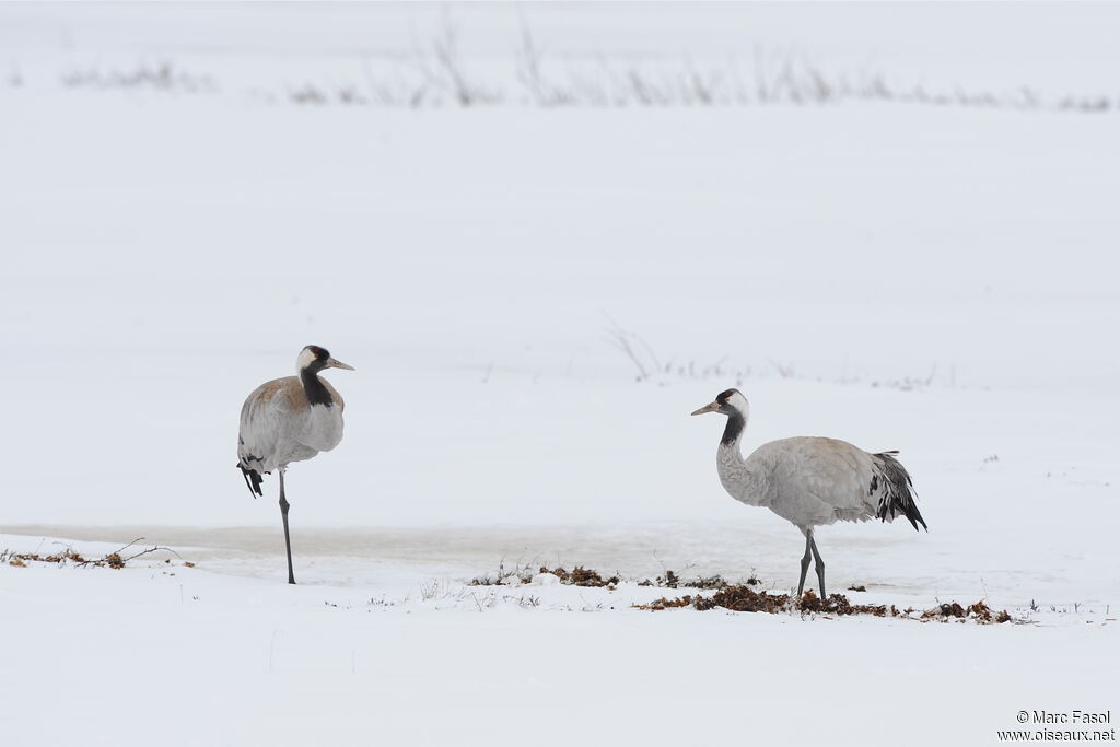 Common Crane adult, identification, feeding habits