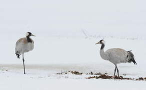 Common Crane