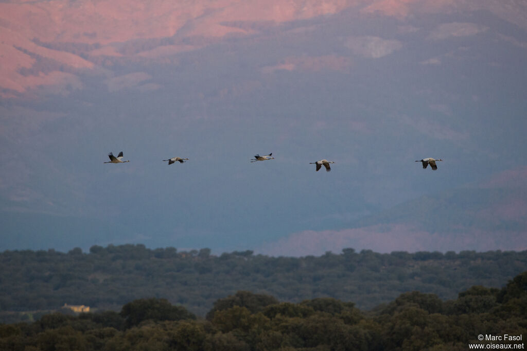 Common Crane