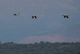 Common Crane