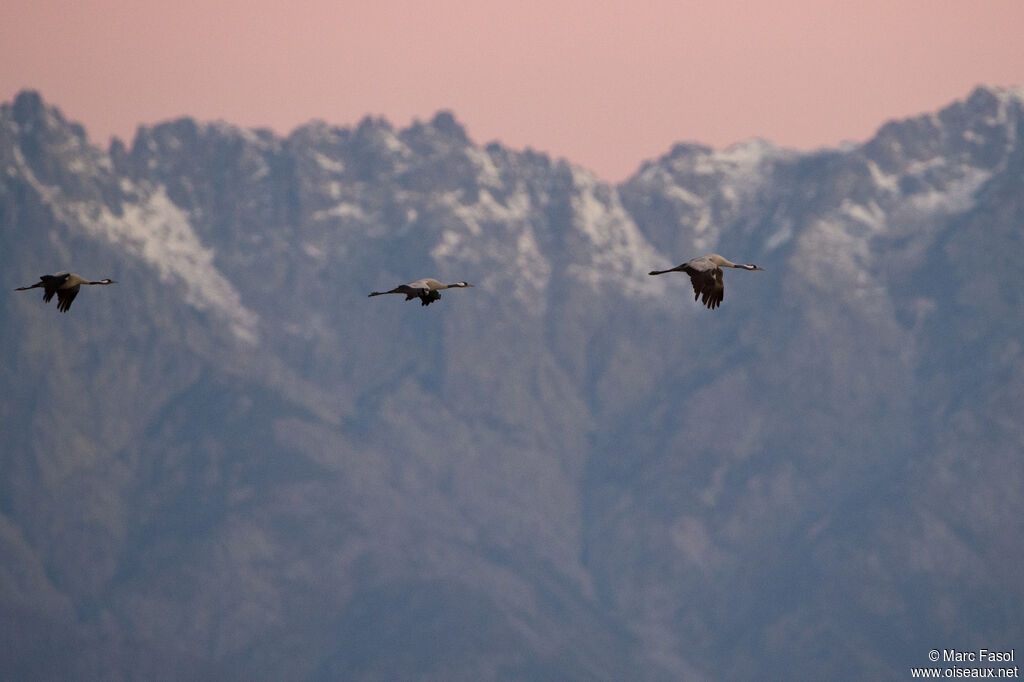 Common Crane