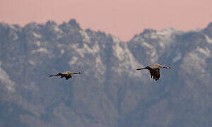 Common Crane