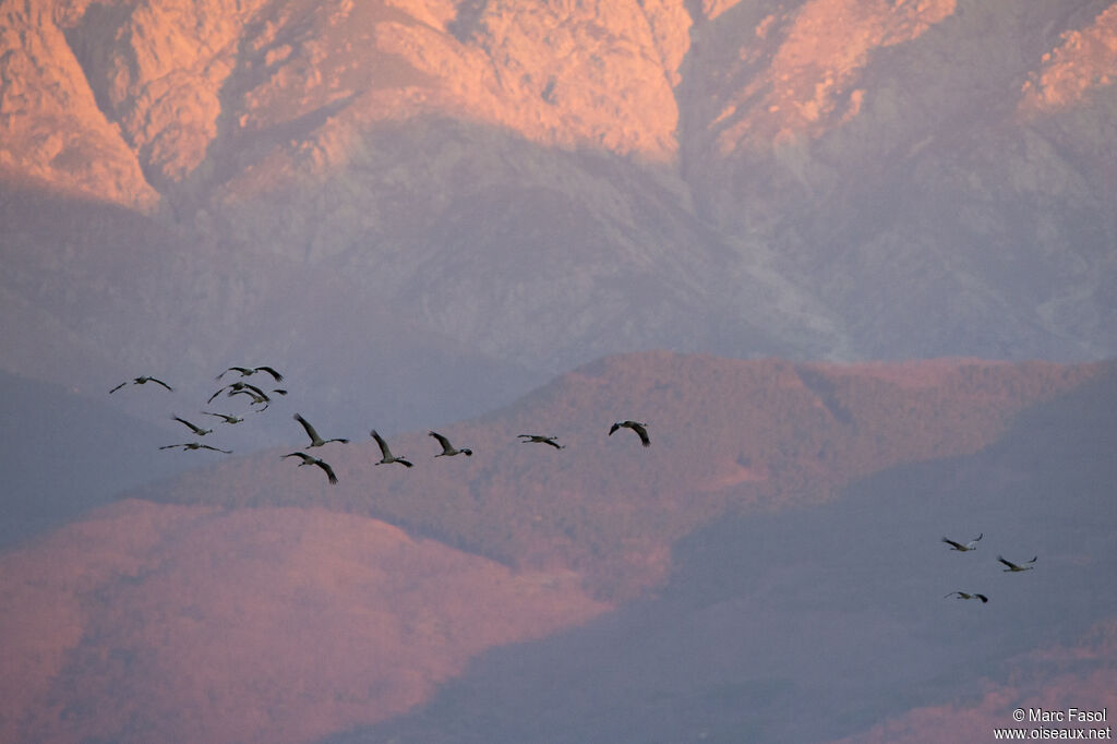 Common Crane