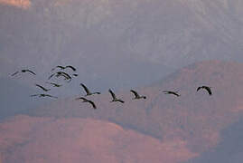 Common Crane