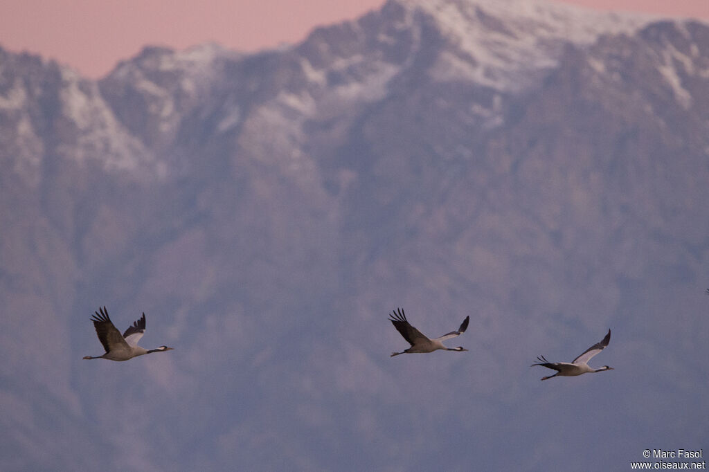 Common Crane