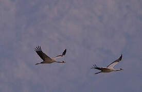 Common Crane