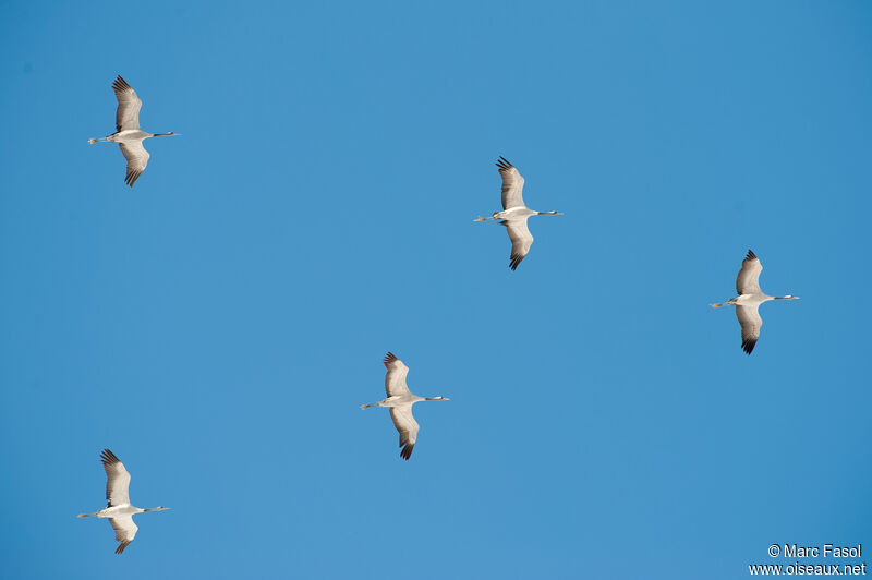 Common Crane, Flight