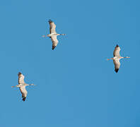 Common Crane