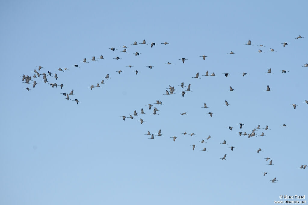 Grue cendrée, Vol