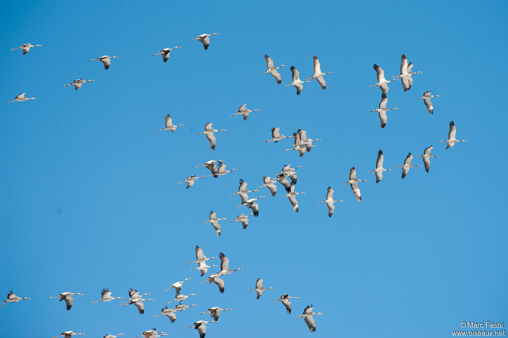 Common Crane, Flight