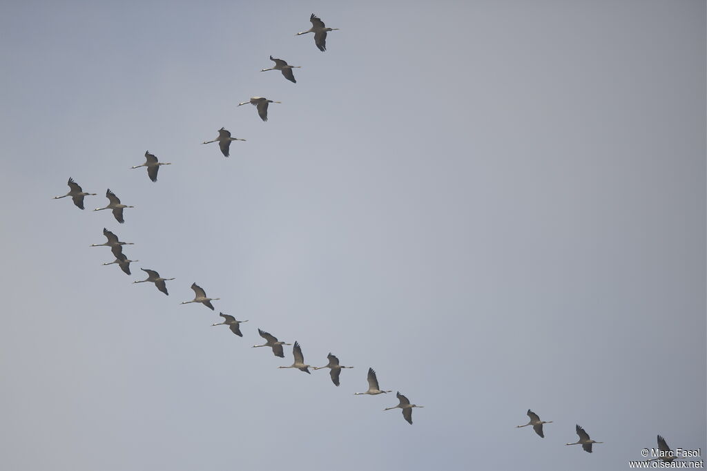 Common Crane, Flight