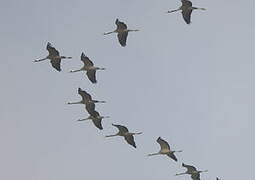 Common Crane