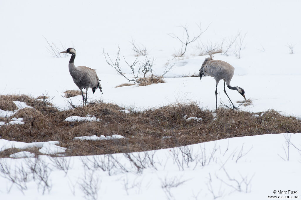 Common Craneadult