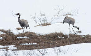 Common Crane