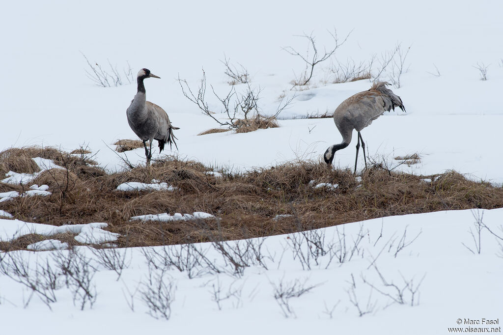 Common Craneadult