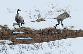 Common Crane