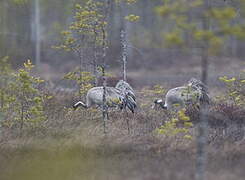 Common Crane